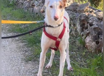 ALONSO-unglaublich liebevoller und sanfter Hund