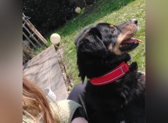 ROCKY– ruhiger Begleiter mit großem Herzen sucht sein Für-immer-Zuhause