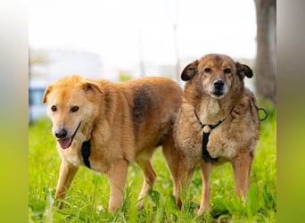 LORIEN - vorsichtiger Herzenshund sucht Menschen mit Geduld und Liebe