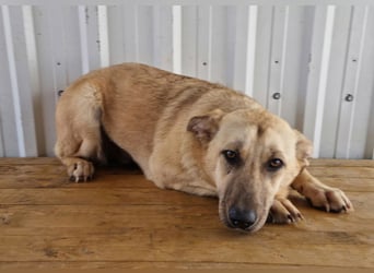 SASHA - unendlich liebes Hundemädchen wartet sehnsüchtig auf liebevolles Für-immer-Zuhause