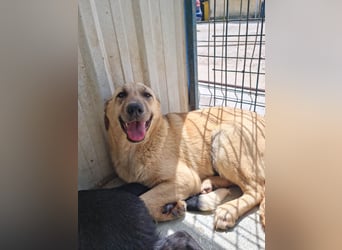 SASHA - unendlich liebes Hundemädchen wartet sehnsüchtig auf liebevolles Für-immer-Zuhause