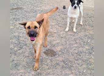 Zauberhafte GIGI-freundlich, höflich, ausgeglichen wartet auf ein schönes Zuhause