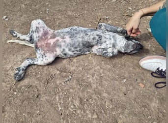 FLECHA-neugierig, sensibel, bewegungsfreudiges Mädchen sucht ihr liebevolles "Für-immer-Zuhause"