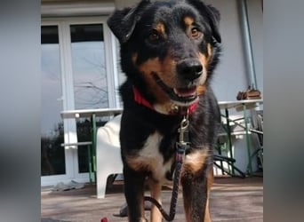 ROCKY– ruhiger Begleiter mit großem Herzen sucht sein Für-immer-Zuhause