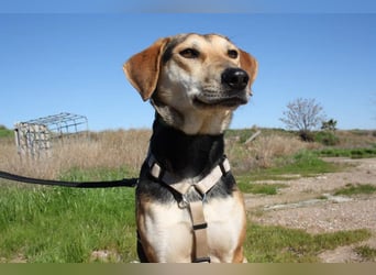 SOMBRA-lieb, sanftmütig, anhänglich und auf der Suche nach liebevoller Für-immer-Familie