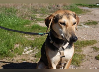 SOMBRA-lieb, sanftmütig, anhänglich und auf der Suche nach liebevoller Für-immer-Familie