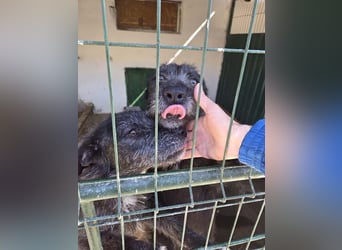 LUKE -neugieriger Herzensbub mit wachem Blick sucht liebevolles Zuhause