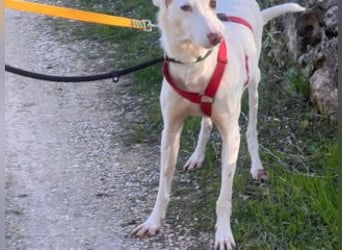 ALONSO-unglaublich liebevoller und sanfter Hund