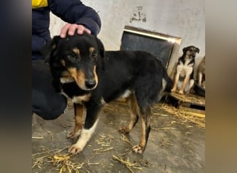 ROCKY– ruhiger Begleiter mit großem Herzen sucht sein Für-immer-Zuhause