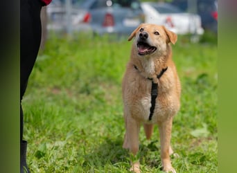 LORIEN - vorsichtiger Herzenshund sucht Menschen mit Geduld und Liebe