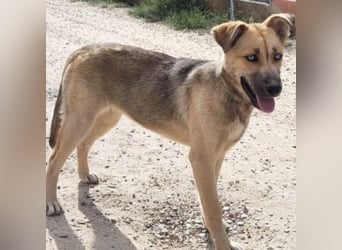 SAMIRA-zarte Schmusehündin sucht liebevolles Zuhause