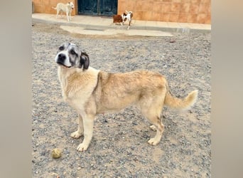 Wundervolle CELESTE-sanft, sozial, menschenbezogen, voller Liebe wartet sie auf ein schönes  Zuhause