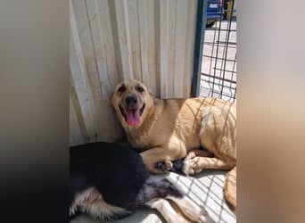 SASHA - unendlich liebes Hundemädchen wartet sehnsüchtig auf liebevolles Für-immer-Zuhause
