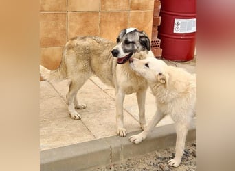 Wundervolle CELESTE-sanft, sozial, menschenbezogen, voller Liebe wartet sie auf ein schönes  Zuhause