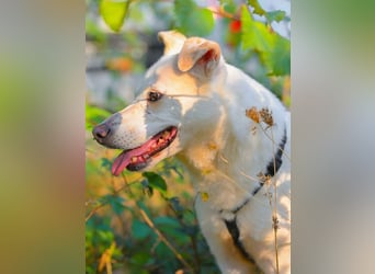 SNOW-WHITE - zart Seele hat ihr Herz geöffnet und ist bereit für ihre liebevolle Familie