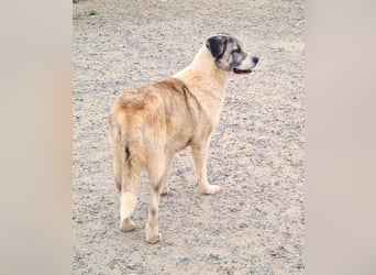 Wundervolle CELESTE-sanft, sozial, menschenbezogen, voller Liebe wartet sie auf ein schönes  Zuhause