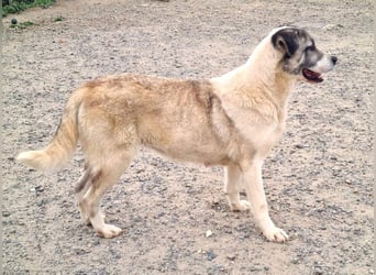 Wundervolle CELESTE-sanft, sozial, menschenbezogen, voller Liebe wartet sie auf ein schönes  Zuhause