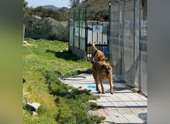 ZARA-eine ganz besondere Hündin mit einer bewegenden Geschichte