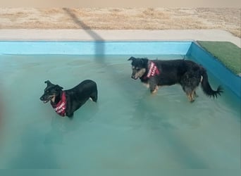 LUCA - Liebe, Vertrauen und … Wasser braucht Luca, um glücklich im liebevollen Zuhause zu werden.