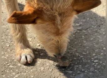 PEANUT-schnuckligen Zottel-Vertreter dieser wunderbaren Rasse