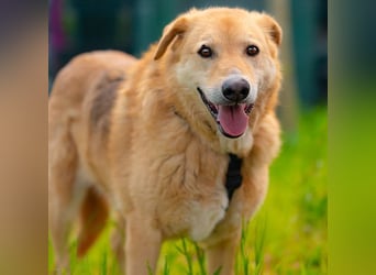 LORIEN - vorsichtiger Herzenshund sucht Menschen mit Geduld und Liebe