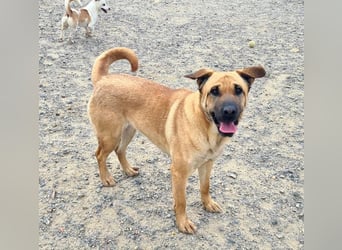 Zauberhafte GIGI-freundlich, höflich, ausgeglichen wartet auf ein schönes Zuhause