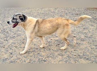 Wundervolle CELESTE-sanft, sozial, menschenbezogen, voller Liebe wartet sie auf ein schönes  Zuhause