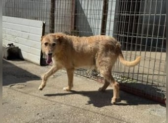 PEANUT-schnuckligen Zottel-Vertreter dieser wunderbaren Rasse