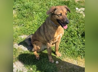 ZARA-eine ganz besondere Hündin mit einer bewegenden Geschichte