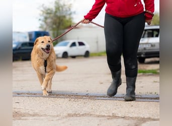 LORIEN - vorsichtiger Herzenshund sucht Menschen mit Geduld und Liebe