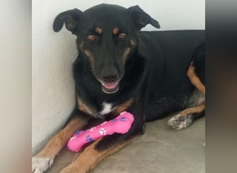LUCA - Liebe, Vertrauen und … Wasser braucht Luca, um glücklich im liebevollen Zuhause zu werden.