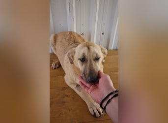 SASHA - unendlich liebes Hundemädchen wartet sehnsüchtig auf liebevolles Für-immer-Zuhause