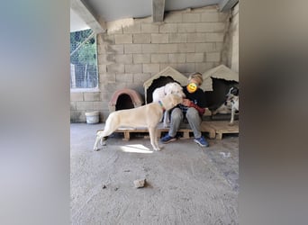 Wunderschöne ARA - sehr lieb, freundlich, fehlt nur ein liebevolles Für-immer-Zuhause