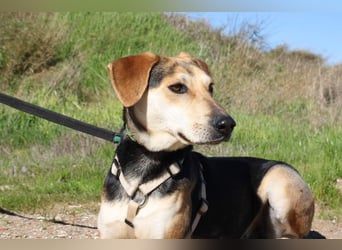 SOMBRA-lieb, sanftmütig, anhänglich und auf der Suche nach liebevoller Für-immer-Familie