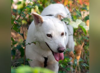 SNOW-WHITE - zart Seele hat ihr Herz geöffnet und ist bereit für ihre liebevolle Familie
