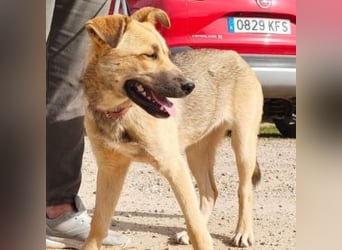 SAMIRA-zarte Schmusehündin sucht liebevolles Zuhause