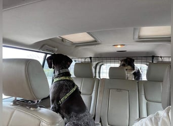 NINA-sanfte Seele mit großem Herzen sucht ihre liebevolle Für-immer-Familie