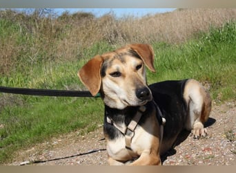 SOMBRA-lieb, sanftmütig, anhänglich und auf der Suche nach liebevoller Für-immer-Familie