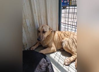 SASHA - unendlich liebes Hundemädchen wartet sehnsüchtig auf liebevolles Für-immer-Zuhause