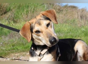 SOMBRA-lieb, sanftmütig, anhänglich und auf der Suche nach liebevoller Für-immer-Familie