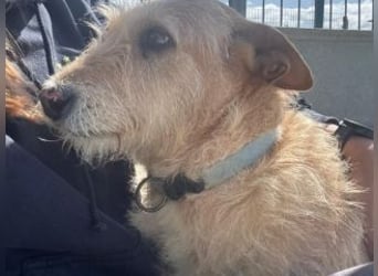 PEANUT-schnuckligen Zottel-Vertreter dieser wunderbaren Rasse