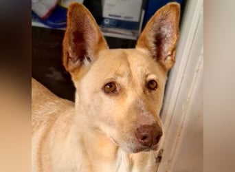 CALA-sehr angenehme, stille Hündin