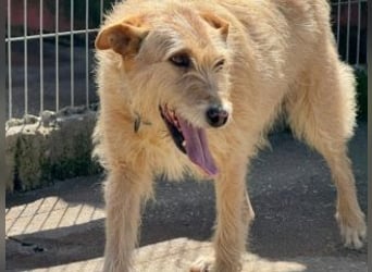 PEANUT-schnuckligen Zottel-Vertreter dieser wunderbaren Rasse