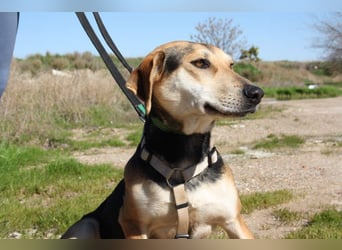 SOMBRA-lieb, sanftmütig, anhänglich und auf der Suche nach liebevoller Für-immer-Familie