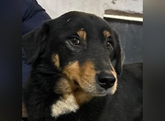 ROCKY– ruhiger Begleiter mit großem Herzen sucht sein Für-immer-Zuhause