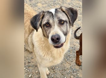 Wundervolle CELESTE-sanft, sozial, menschenbezogen, voller Liebe wartet sie auf ein schönes  Zuhause