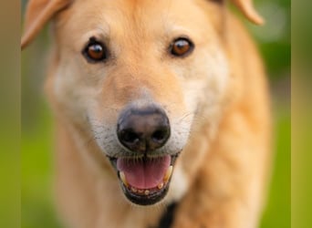 LORIEN - vorsichtiger Herzenshund sucht Menschen mit Geduld und Liebe