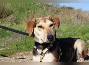 SOMBRA-lieb, sanftmütig, anhänglich und auf der Suche nach liebevoller Für-immer-Familie