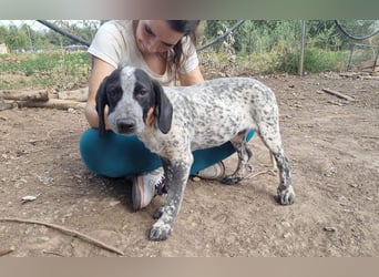 FLECHA-neugierig, sensibel, bewegungsfreudiges Mädchen sucht ihr liebevolles "Für-immer-Zuhause"