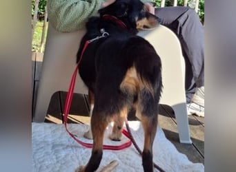 ROCKY– ruhiger Begleiter mit großem Herzen sucht sein Für-immer-Zuhause